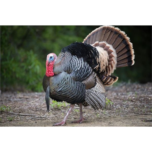 SE MICHIGAN - THREE DAY GUIDED TURKEY HUNT FOR ONE HUNTER