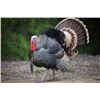 Image 1 : SE MICHIGAN - THREE DAY GUIDED TURKEY HUNT FOR ONE HUNTER