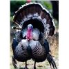 Image 2 : SE MICHIGAN - THREE DAY GUIDED TURKEY HUNT FOR ONE HUNTER