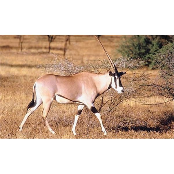 NAMIBIA - 10 DAY HUNTING SAFARI INCLUDING ETOSHA NATIONAL PARK TOUR