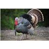 Image 1 : SE MICHIGAN - THREE DAY GUIDED TURKEY HUNT FOR ONE HUNTER
