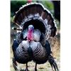 Image 2 : SE MICHIGAN - THREE DAY GUIDED TURKEY HUNT FOR ONE HUNTER