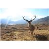 Image 1 : SPAIN - RED STAG, FALLOW DEER, MOUFLON SHEEP OR ROE DEER HUNT