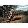 Image 2 : SPAIN - RED STAG, FALLOW DEER, MOUFLON SHEEP OR ROE DEER HUNT