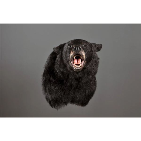 $500 GIFT CERTIFICATE FOR TAXIDERMY WORK