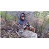 Image 3 : ARIZONA - 5 DAY COUES DEER HUNT FOR 2 HUNTERS