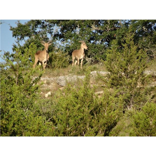 TEXAS - 3 DAY/2 NIGHT TROPHY WHITETAIL & EXOTICS HUNT FOR 2 HUNTERS