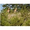 Image 1 : TEXAS - 3 DAY/2 NIGHT TROPHY WHITETAIL & EXOTICS HUNT FOR 2 HUNTERS
