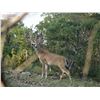 Image 6 : TEXAS - 3 DAY/2 NIGHT TROPHY WHITETAIL & EXOTICS HUNT FOR 2 HUNTERS