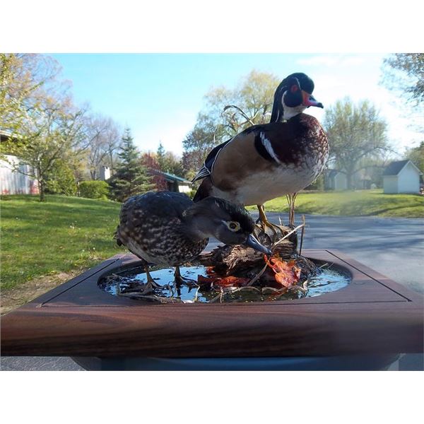 $500 GIFT CERTIFICATE FOR TAXIDERMY WORK