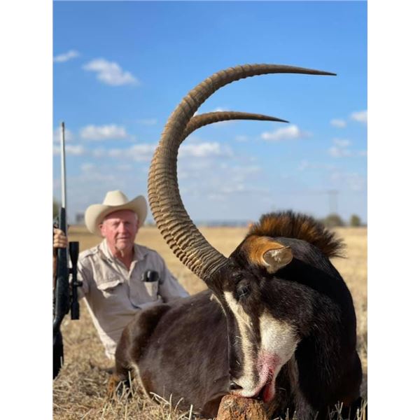 SOUTH AFRICA - 4 DAY SABLE ANTELOPE HUNT FOR 1 HUNTER