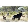 Image 2 : SOUTH AFRICA - 4 DAY SABLE ANTELOPE HUNT FOR 1 HUNTER