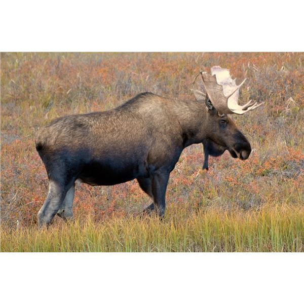 BRITISH COLUMBIA BIG GAME HUNT FOR ONE HUNTER