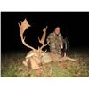 Image 2 : SERBIA – FALLOW DEER HUNT WITH RIFLE FOR 2 HUNTERS