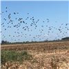 Image 1 : ARGENTINA - THREE DAY DOVE HUNT FOR 2 HUNTERS
