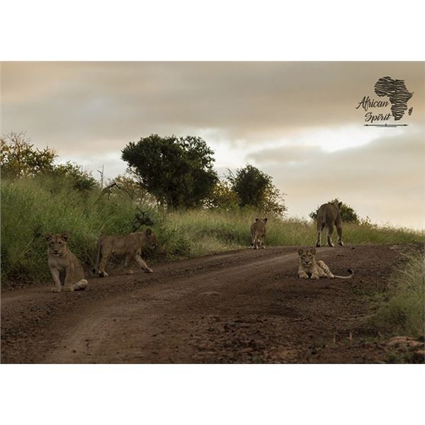 SOUTH AFRICA - 7 DAY PHOTOGRAPHIC SAFARI FOR 2 WITH HUNT OPTION