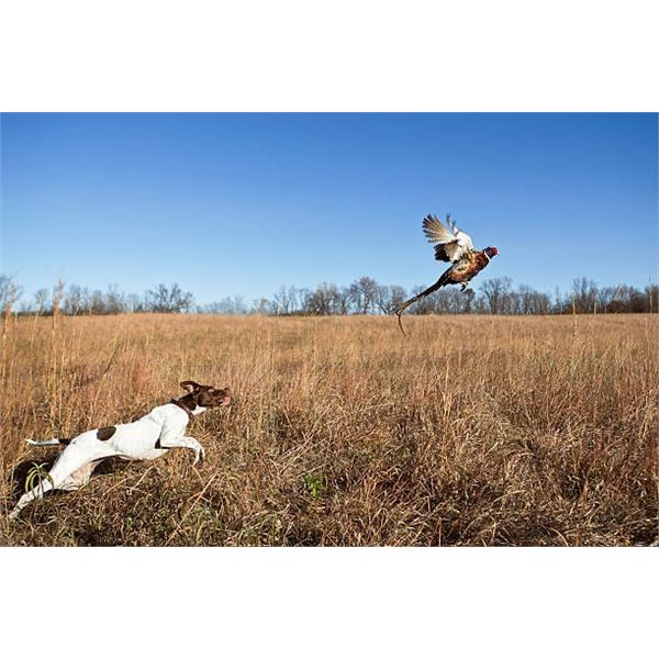 MICHIGAN - PHEASANT HUNT FOR FOUR HUNTERS