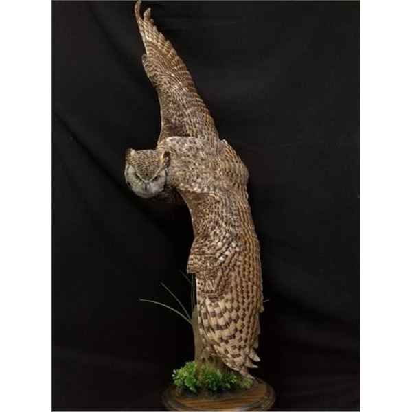 Great Horned Owl Open Wing Taxidermy Mount