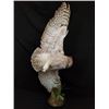 Image 2 : Great Horned Owl Open Wing Taxidermy Mount