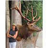 Image 2 : McRae Taxidermy - Deer Shoulder Mount Or 1000$ Credit