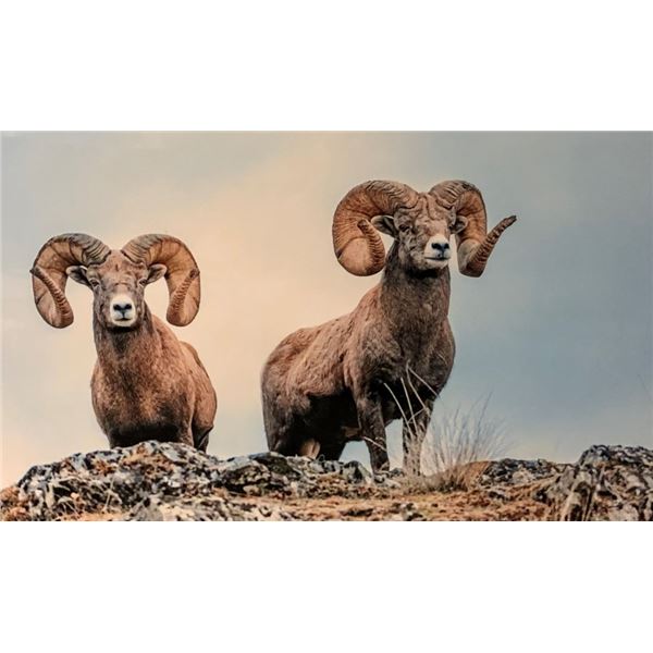 Float Mounted Bighorn Print