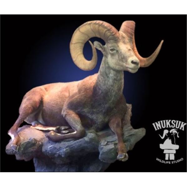 Inuksuk Taxidermy - Sheep Shoulder mount