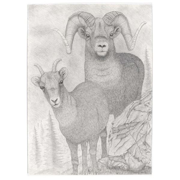 Thinhorn Stone Sheep Pencil Art Drawing