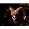 Image 1 : Emerging from the Shadows Print