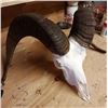 Image 2 : Beetle Skull Cleaning by Hunters Union