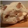 Image 3 : Beetle Skull Cleaning by Hunters Union
