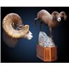 Image 2 : Grifone Taxidermy Studio - 500$ Credit