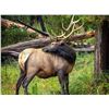 Image 2 : Kootenay Elk Hunting Association Lifetime Membership