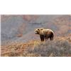 Image 2 : 10-day Yukon Grizzly Bear hunt- Spring or Fall 2022