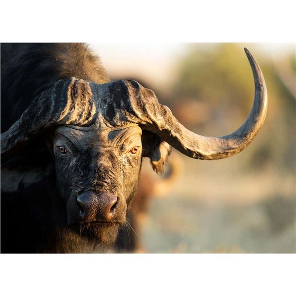 10 day Cape Buffalo Hunt