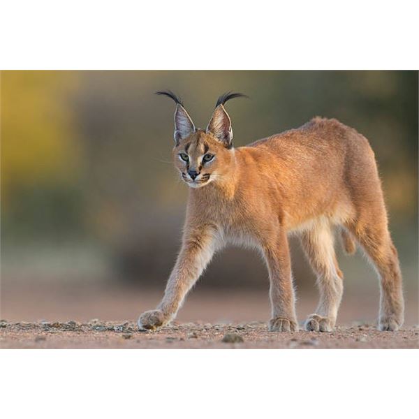 Caracal Hunt with Hounds- South Africa