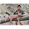 Image 2 : Caracal Hunt with Hounds- South Africa