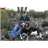 Image 1 : 4-day Iberian Mouflon Sheep Hunt with Giuseppe Carrizosa- 2022/2023
