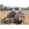 Image 2 : 4-day Iberian Mouflon Sheep Hunt with Giuseppe Carrizosa- 2022/2023