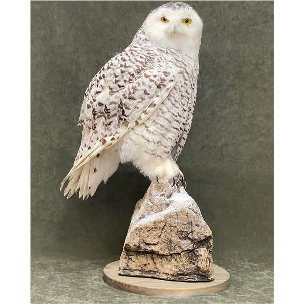 Table Mounted Snowy Owl