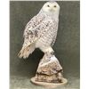 Image 1 : Table Mounted Snowy Owl