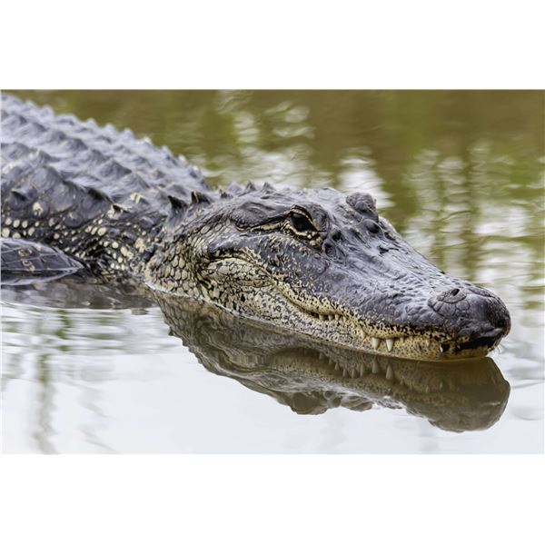 Alligator & Hog Hunt- 2022/2023