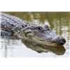 Image 1 : Alligator & Hog Hunt- 2022/2023