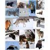 Image 1 : (1) Dried fur from every trappable species of British Columbia