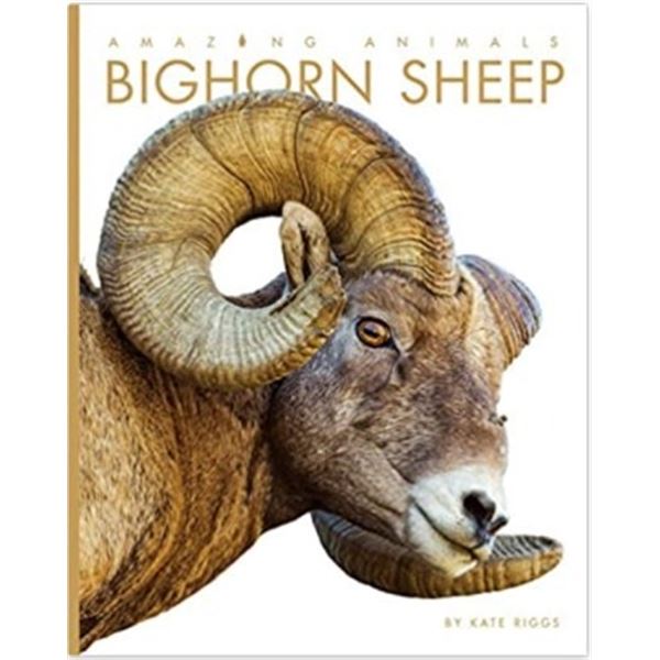 Kids Book- Bighorn Sheep