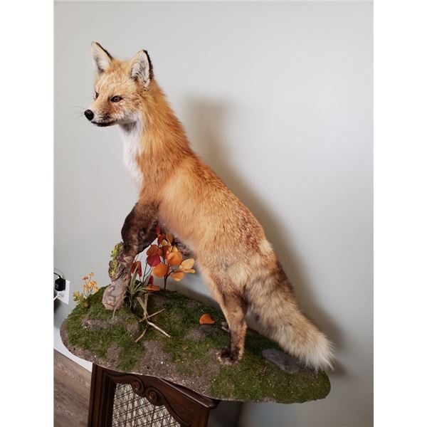 Red Fox Mount