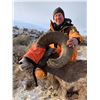 Image 2 : Bighorn Sheep GPS Tracking Collar - "Raising awareness for Mycoplasma Ovipneumoniae (M.Ovi)"