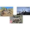 Image 1 : Hunt Package – Coues Deer Hunt for 2 hunters in Arizona Sponsored by: Coues Outfitters