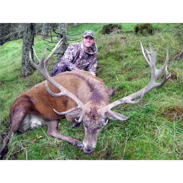 Red Stag Hunt in Scotland