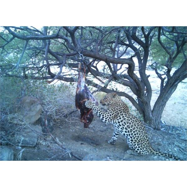 Leopard Hunt in Namibia