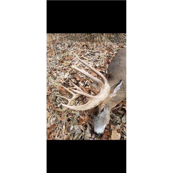 White-tailed Deer Hunt in Iowa